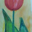 "Tulipan", akwarela
